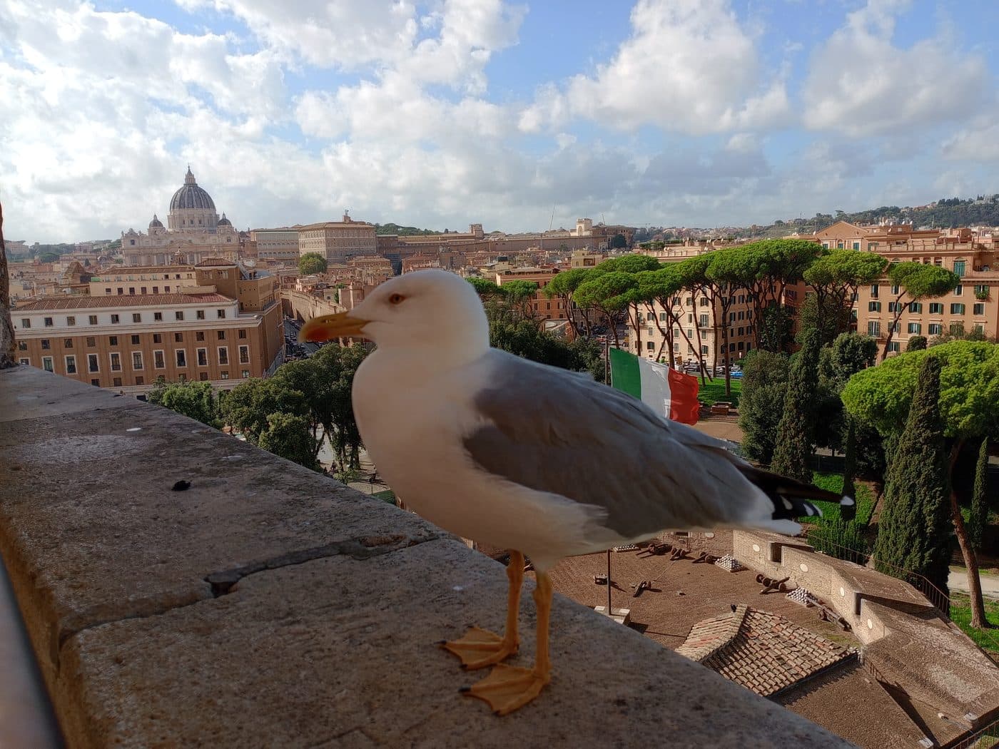 Yellow-legged gull on the parapet of Castel Sant'Angelo with the dome of St Peter's Basilica and the Italian flag visible behind, photographed from the upper terrace